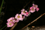 Prunus mume 'Omoi-no-mama' RCP3-09 028.jpg
